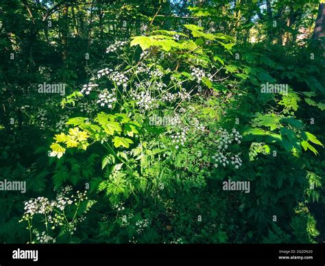Cow parsley or wild chervil (latin name: Anthriscus sylvestris) on the