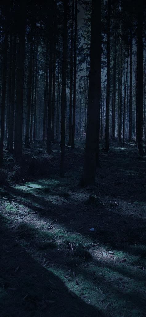 Dark Forest Phone Wallpapers - Top Free Dark Forest Phone Backgrounds - WallpaperAccess