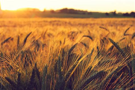 "Grainfield At Sunset" by Stocksy Contributor "Urs Siedentop & Co ...