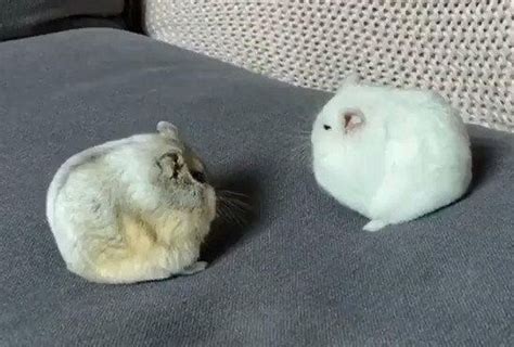 20 Pets Whose Fluff and Puff Levels Are Off the Charts / Bright Side