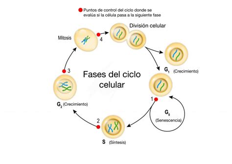 Oncogenes Y Protooncogenes Qu Procesos Comunes Est N Implicados En