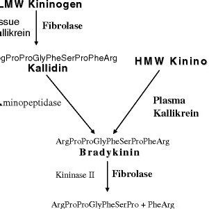 4.1 Effect of fibrolase on the bradykinin metabolism pathway. Fibrolase ...