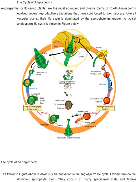 Angiosperm Life Cycle Diagram