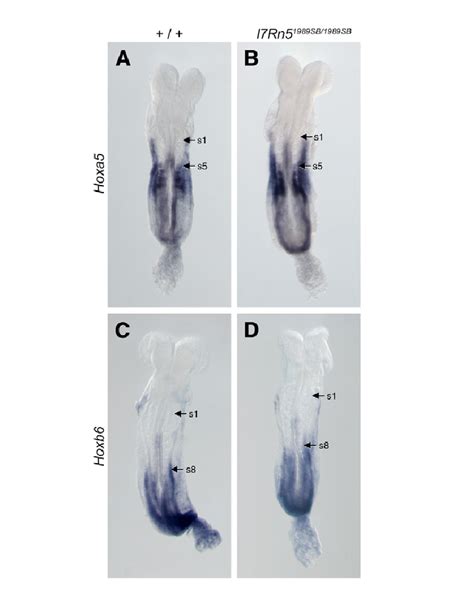 Normal Hox Gene Expression In E Eed Mutant Embryos Representative