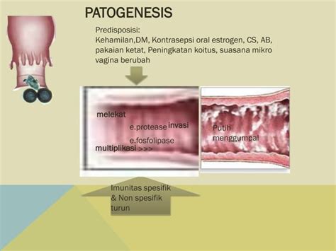 2 Duh Tubuh Vagina Pdf