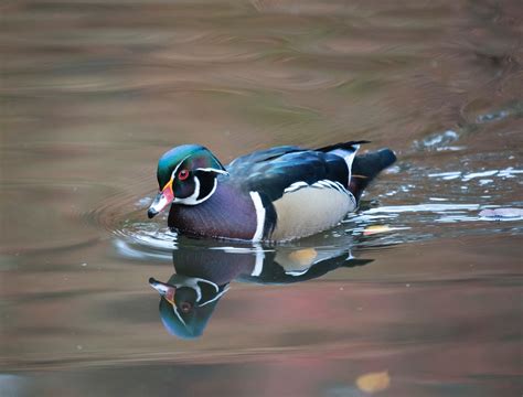 Wood Duck Hfandg