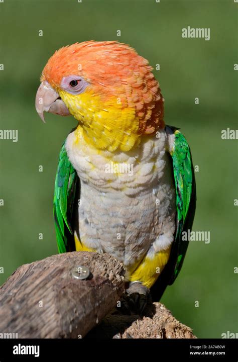 Yellow Thighed Caique Parrot At Tropical Birdland Lindridge Lane