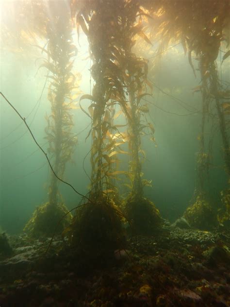 Los Impactantes Bosques Sumergidos De Ushuaia En Peligro De Extinci N