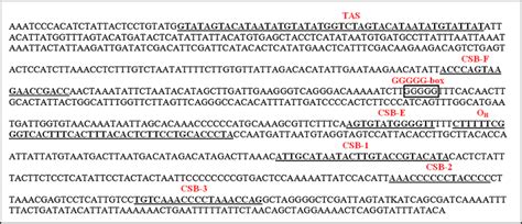 Variable regions and conserved blocks in the non-conding region ... 