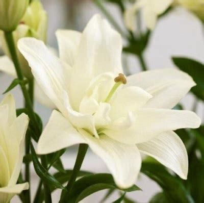 Лилия Бельведер: описание и характеристики сорта, особенности посадки и ...