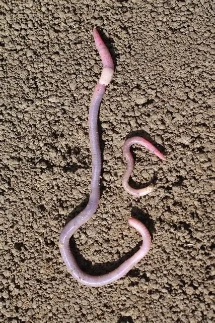 Types Of Earthworms Species