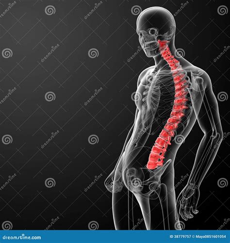 3d Render Human Spine Anatomy Stock Illustration - Illustration of