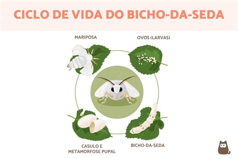 Ciclo De Vida Do Bicho Da Seda Fases