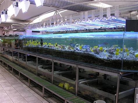 Wir stellen vor: REEF INTERNATIONAL SAS - einer der größten Importeure ...