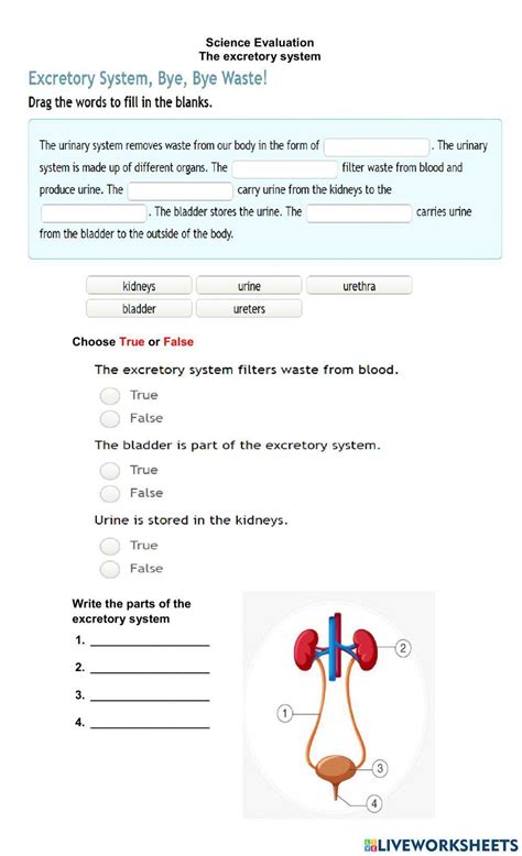 The Excretory System Worksheet For Grade Live Worksheets