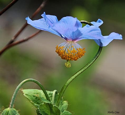 Blauer Mohn Meconopsis Betonicifolia Im Botanischen Gart Flickr