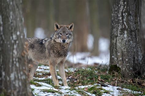 Journée mondiale de la vie sauvage les mythes à dissiper sur le loup