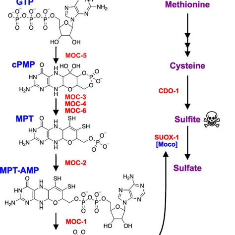 Intersection Of Moco Biosynthesis And Sulfur Amino Acid Metabolism In