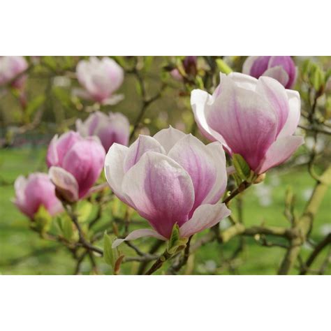 Магнолия Галакси Magnolia soulangeana Galaxy - Цветя и градина - всичко ...