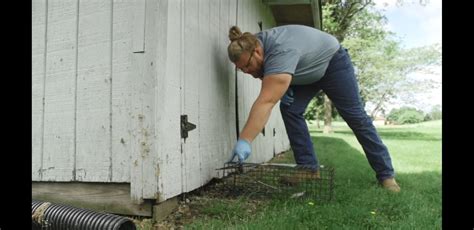 Groundhog Removal | Dayton, OH | AllPest Pest Control & Wildlife Removal