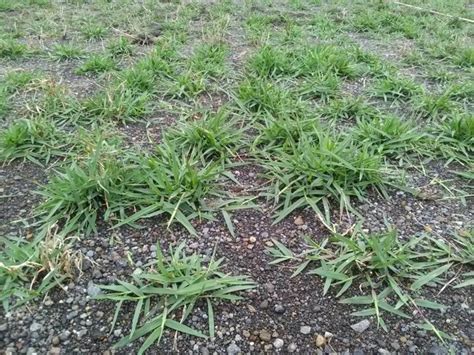 Harga Rumput Zoysia Matrella Lin Merr Per Meter Siap Tanam Di Kupang