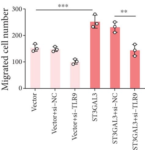 St Gal Promoted The Proliferation And Migration Of Mh A Cells By