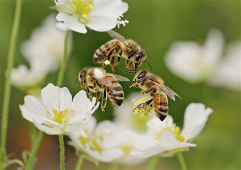 As Abelhas Voam Em Torno Das Flores E As Abelhas Est O Procura De