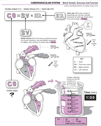 Cardiac Output Flashcards Quizlet