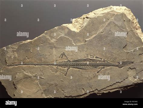 Fossils - Deuterostomia - Chordata - Reptilia - Mesosaurus brasiliensis ...