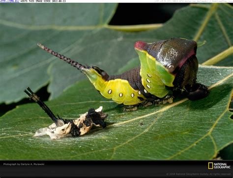 Pic Murawski Vinula Cerura B National Geographic Photo Of