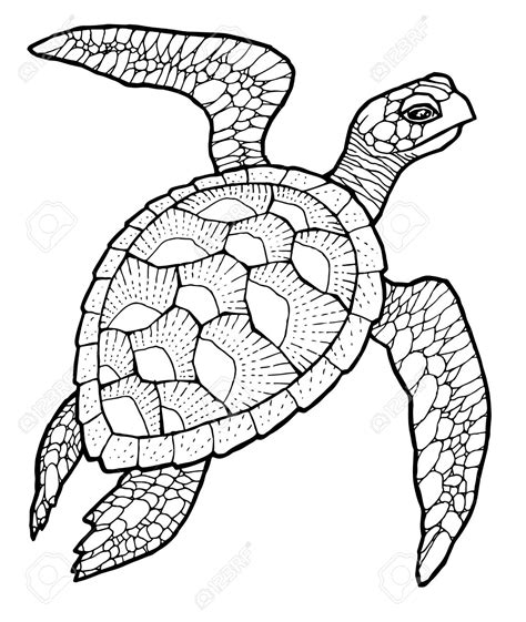 Sea Turtle Drawing At Getdrawings Free Download