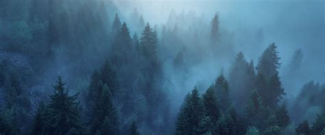 Forest Wallpaper 4K, Rhone-Alpes, Sunlight