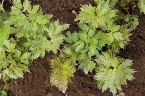 Liebstöckel Maggikraut Levisticum Officinale Günstig Kaufen