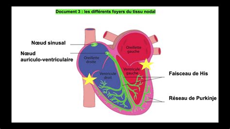 vidéo 2 sur le chapitre 4 1 organisation et fonctionnement du coeur