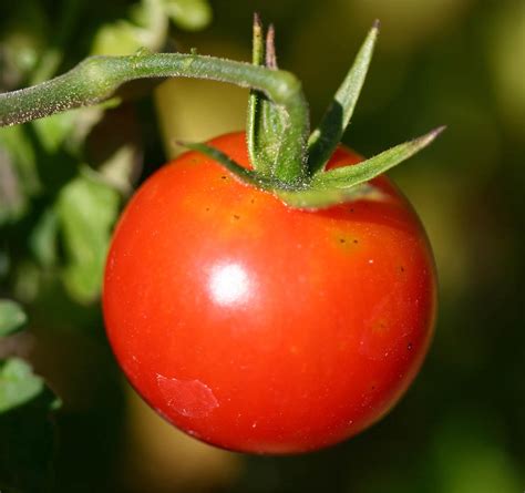 R Sultat Tomate Greff E En Culture Sous Abris Grab