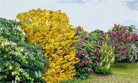 Set of Flowering Hedges | Groupon