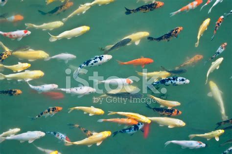 Foto De Stock Peixes Carpas Royalty Free FreeImages