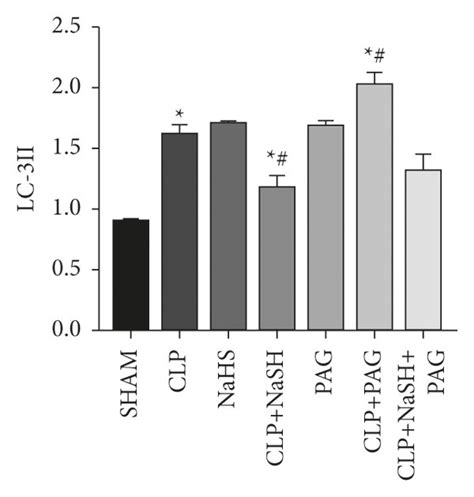 Exogenous H S Inhibits Excessive Autophagy To Reduce Myocardial Injury