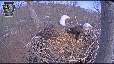 Eagle Nest