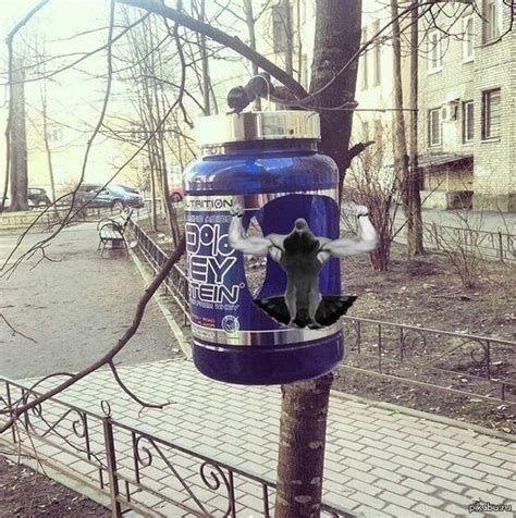 Необычная кормушка | Пикабу