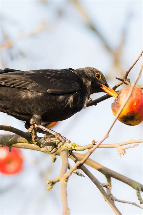 Pin On Growing Fruit Trees