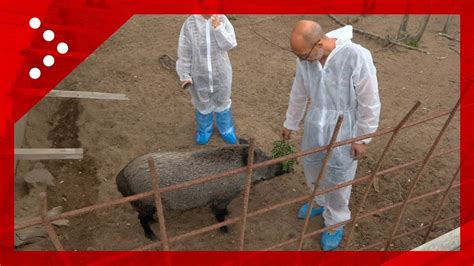 Peste Suina Attivisti Barricati In Rifugio A Sairano Pavia Per