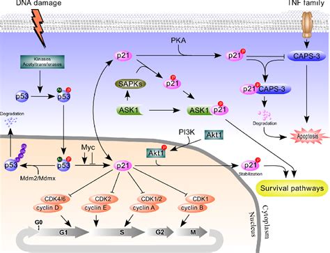 Examination Of The Expanding Pathways For The Regulation Of P21 Expression And Activity