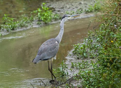 H Ron Cendr Ao T Domaine Des Oiseaux Maz Res Jean