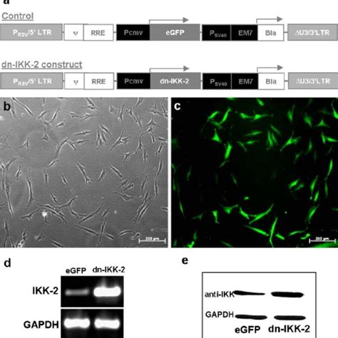 Overexpression Of EGFP And Dn IKK 2 In HMSCs HMSCs Were Transduced