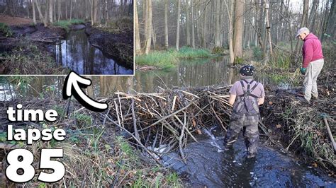 Manual Beaver Dam Removal No 85 With My Dad Time Lapse Version