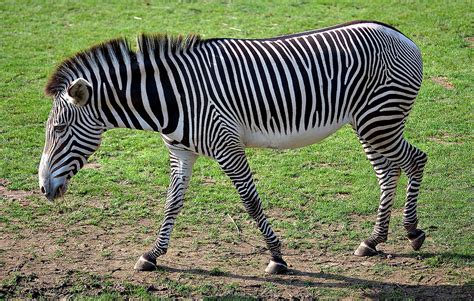 Warum Haben Zebras Streifen Squizzel Wills Wissen