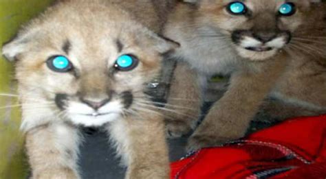 Mountain Lion Cubs Rescued in California