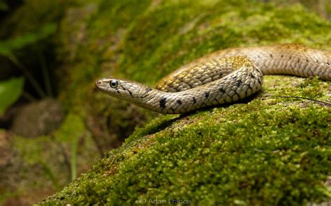 Checkered Keelback Fowlea Flavipunctata Hongkongsnakeid