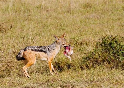 Jackal Behavior - AnimalBehaviorCorner